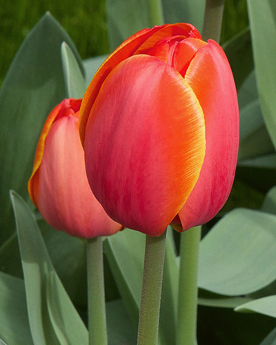 Tulipán darwin hybrid Ad Rem 12/+, 100 kusov